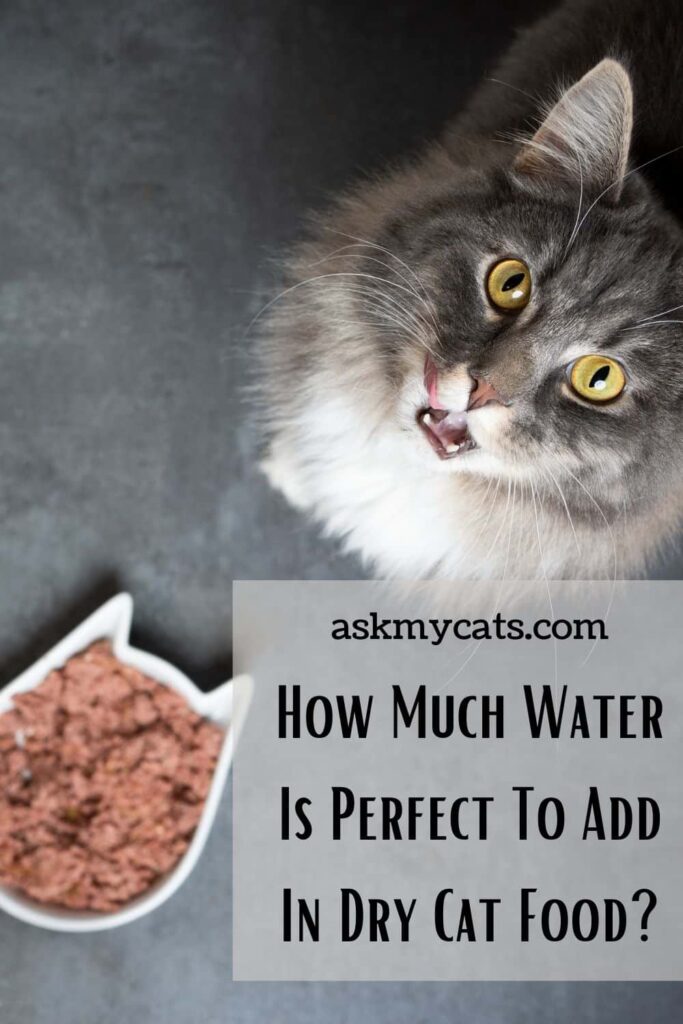 Are You Adding Water To Dry Cat Food