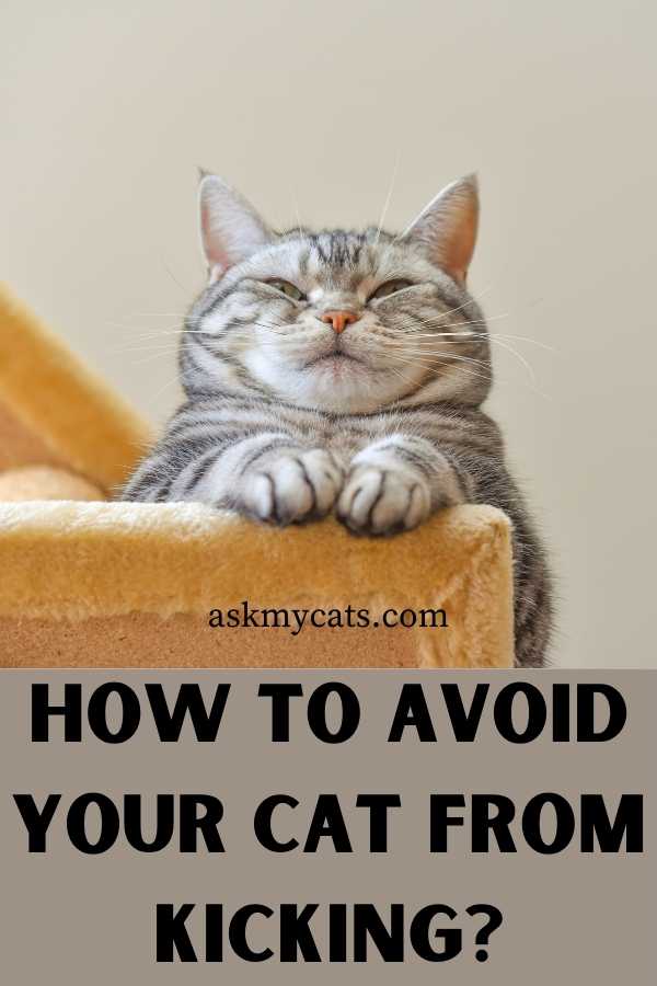 How To Avoid Your Cat From Kicking?