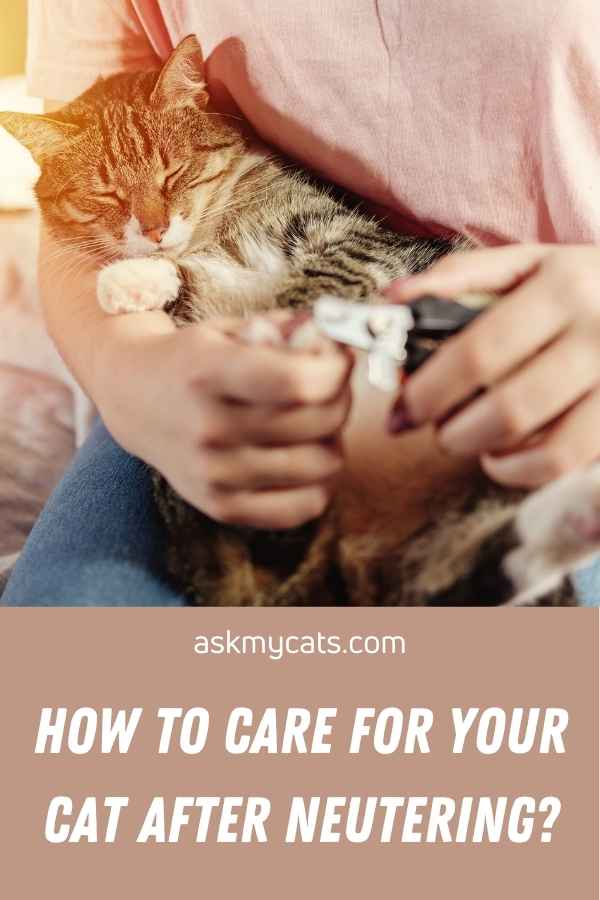 How To Care For Your Cat After Neutering?