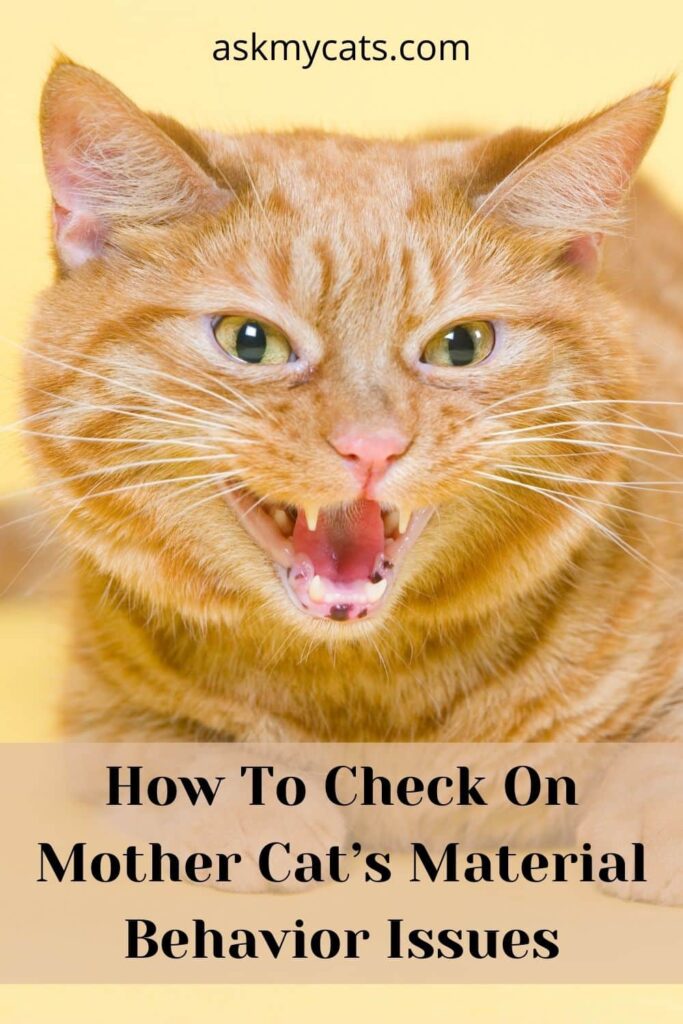 How To Check On Mother Cat’s Material Behavior Issues