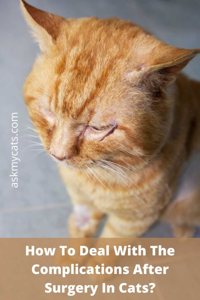 How To Deal With The Complications After Surgery In Cats