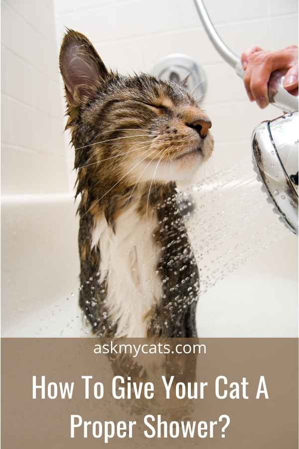 How To Give Your Cat A Proper Shower?