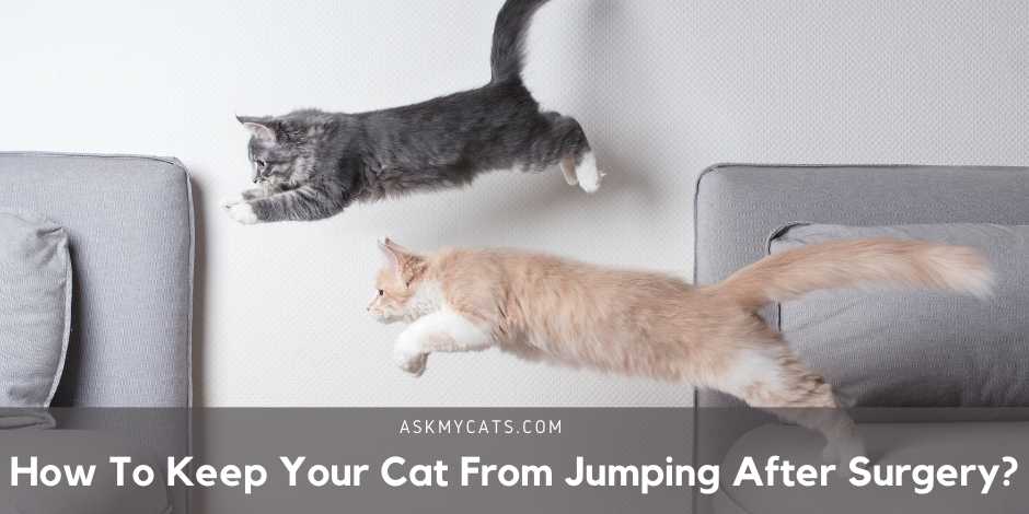 How To Keep Your Cat From Jumping After Surgery