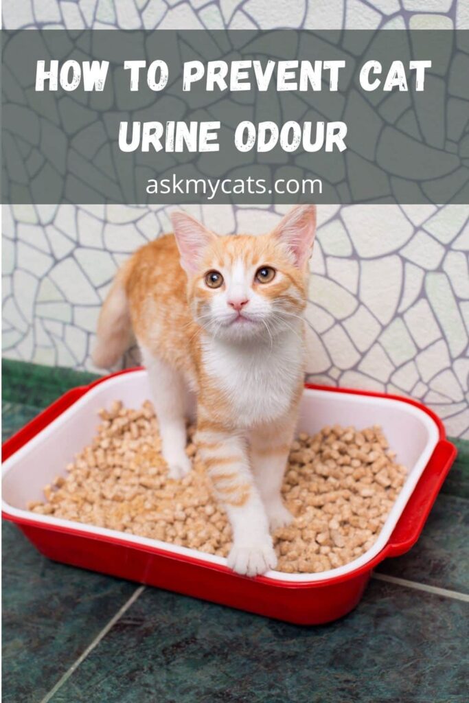 How To Prevent Cat Urine Odour