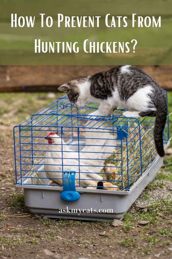 How To Prevent Cats From Hunting Chickens?