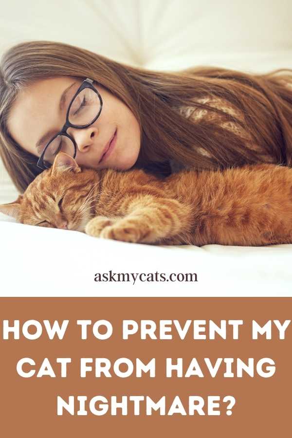 How To Prevent My Cat From Having Nightmare?