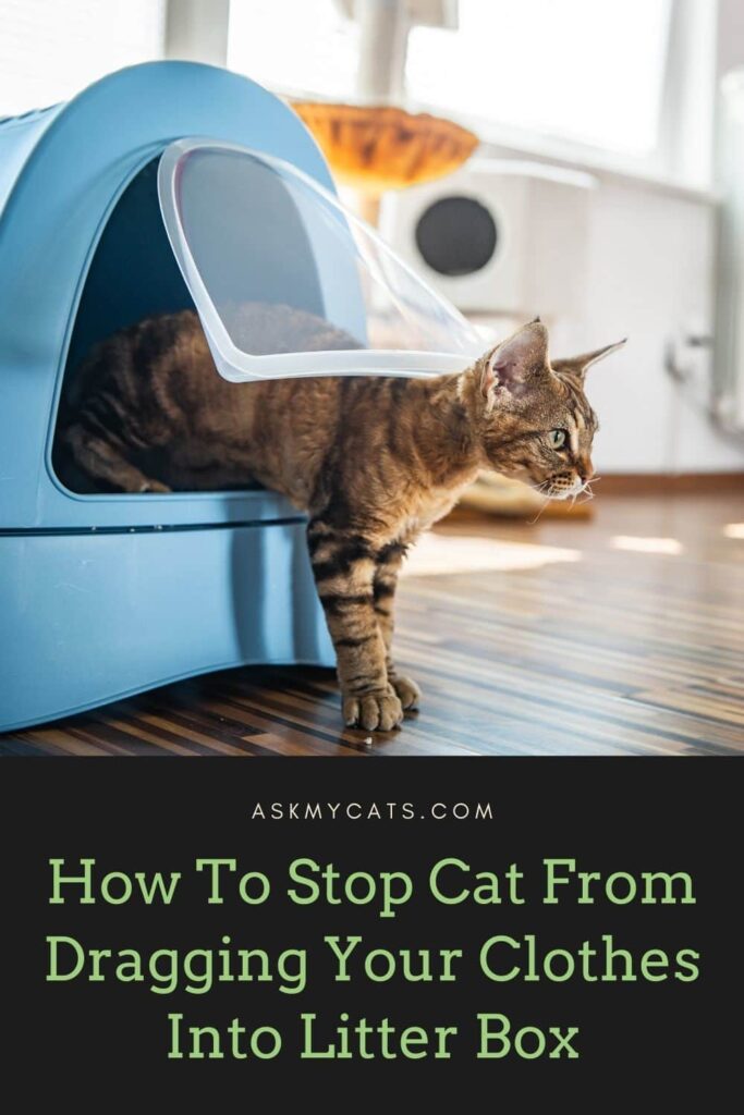 How To Stop Your Cat From Dragging Your Clothes Into Her Litter Box