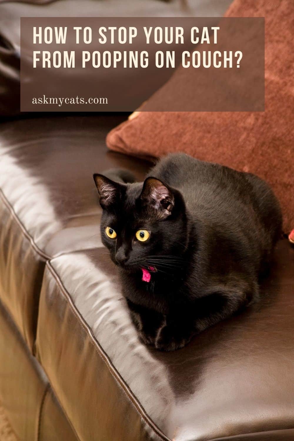 Why Is My Cat Pooping On The Couch? 6 Genuine Reasons