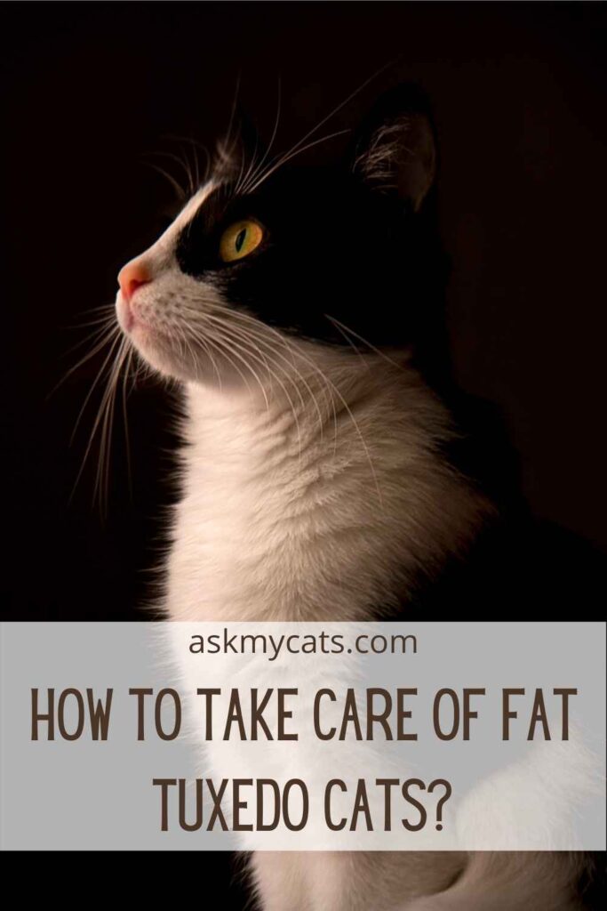 How To Take Care Of Fat Tuxedo Cats?