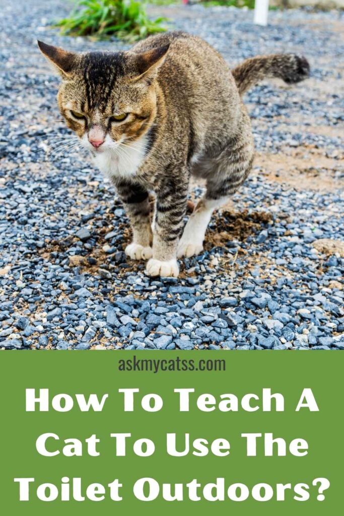 How To Teach A Cat To Use The Toilet Outdoors?