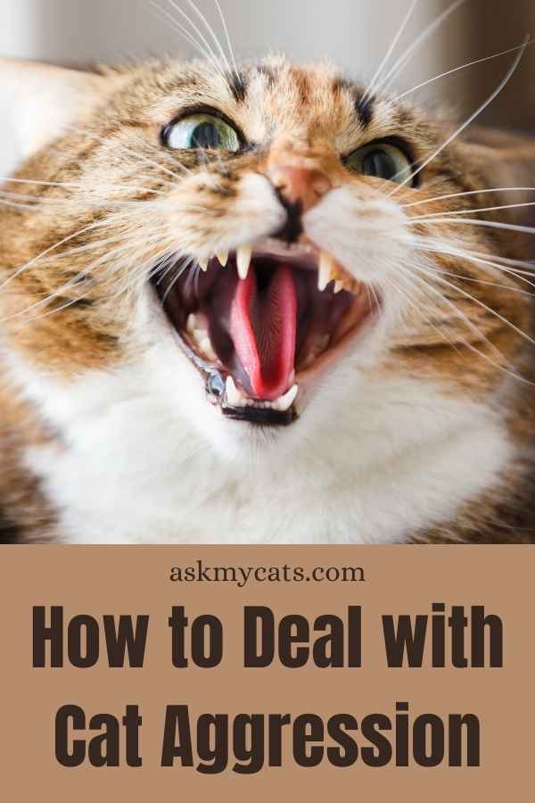 How to Deal with Cat Aggression