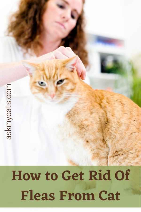 Fleas On Cat’s Face? Know These Most Important Tips!