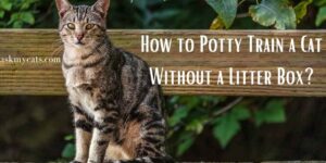 How to Potty Train a Cat Without a Litter Box?