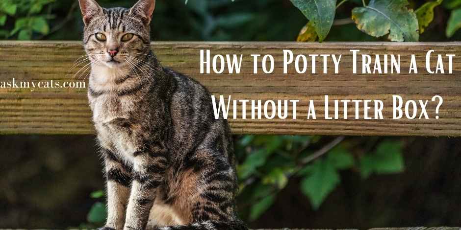 How to Potty Train a Cat Without a Litter