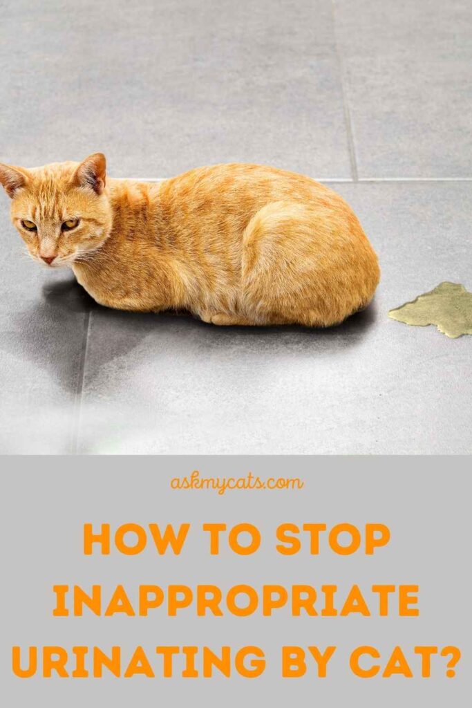 How to Stop Inappropriate Urinating By Cat?