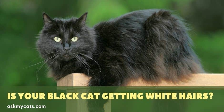 Is Your Black Cat Getting White Hairs