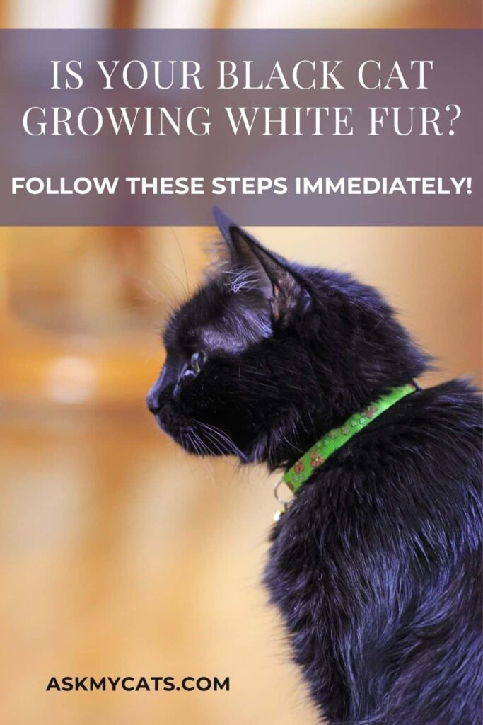 Is Your Black Cat Growing White Fur