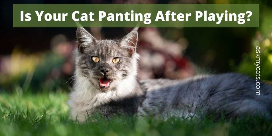 Is Your Cat Panting After Playing