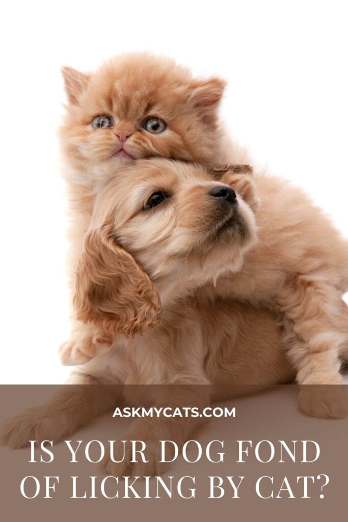 Is Your Dog Fond Of Licking By Cat