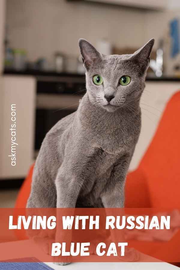 Living With Russian Blue Cat