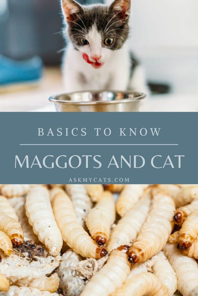 Maggots And Cat