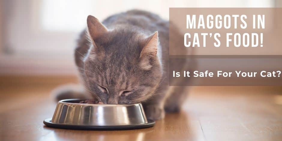 Maggots In Cat’s Food! What Happens If A Cat Eats Maggots?