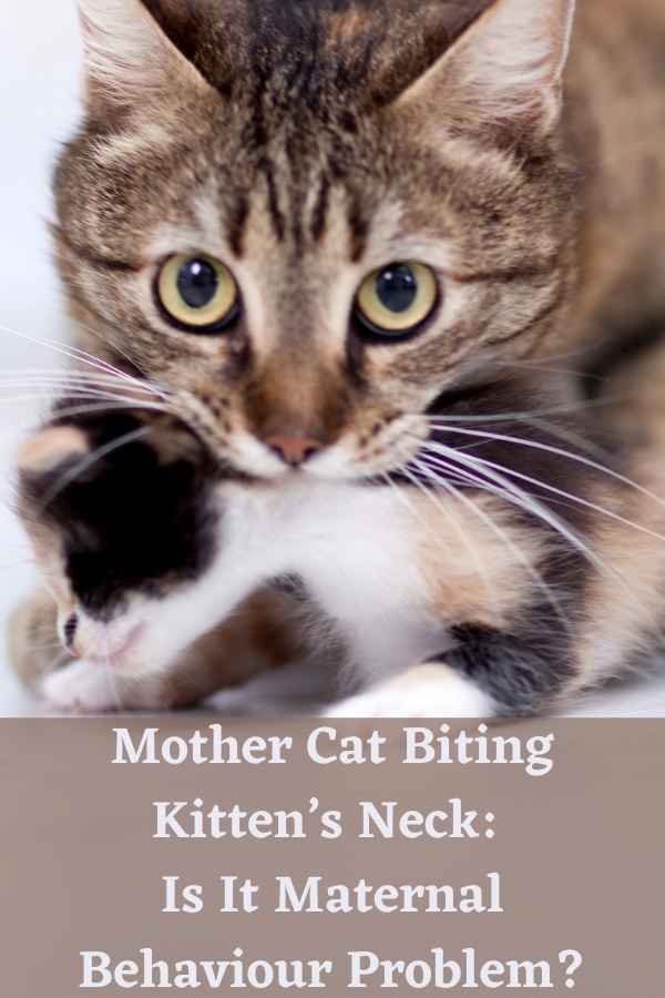 Mother Cat Biting Kitten’s Neck: Is It Maternal Behaviour Problem?