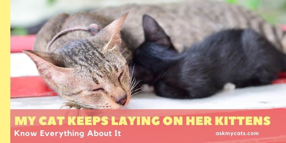 How To Tell If Your Cat Still Has Kittens Inside Her