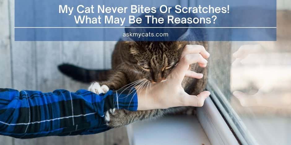 My Cat Never Bites Or Scratches