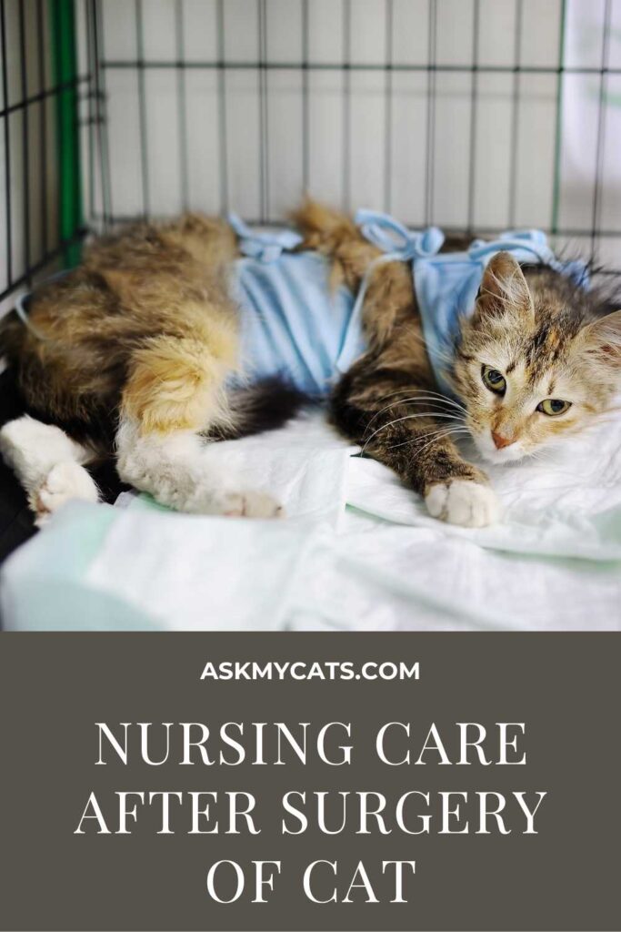 Nursing Care After Surgery Of Cat