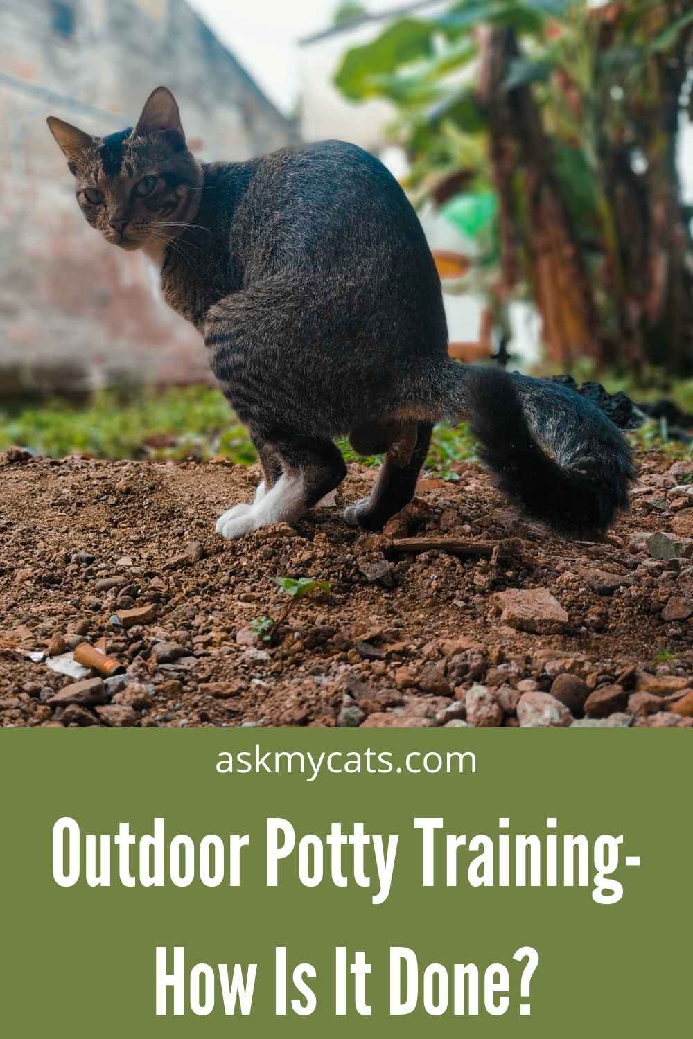 How to Potty Train a Cat Without a Litter Box?