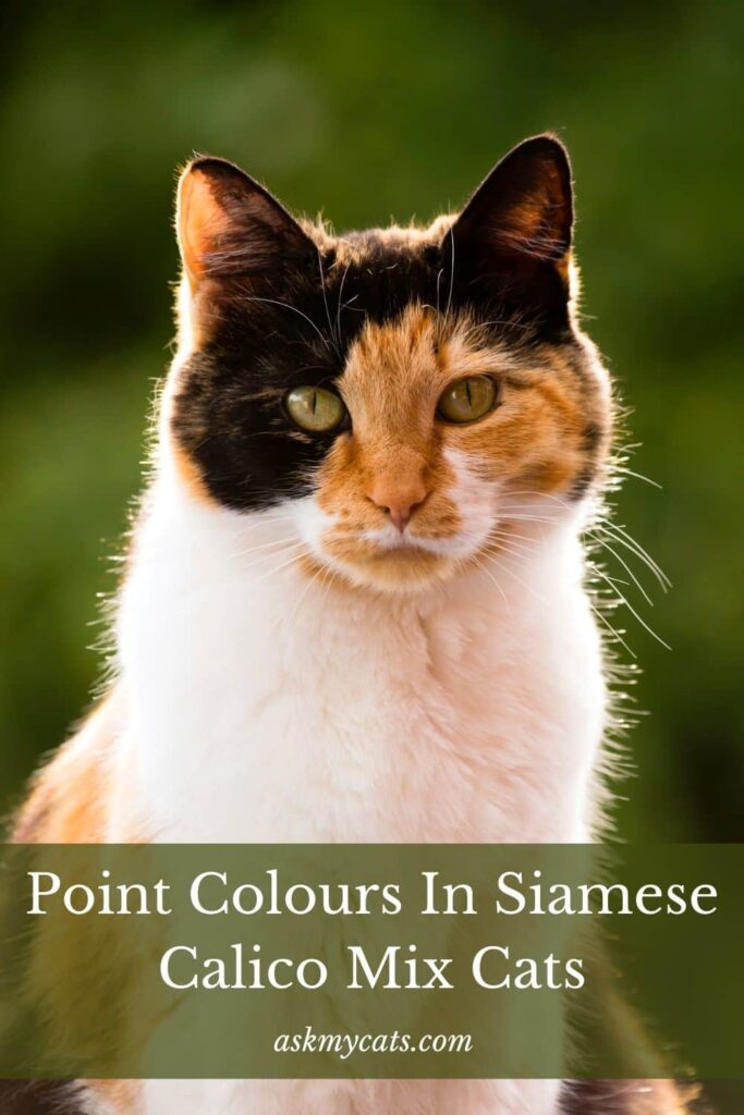Point Colours In Siamese Calico Mix Cats