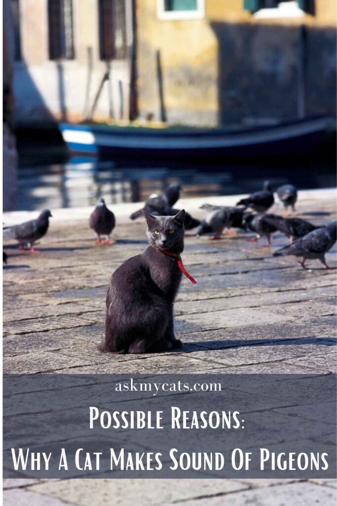 Possible Reasons Why A Cat Makes Sound Of Pigeons
