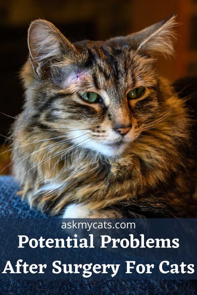 Potential Problems After Surgery For Cats
