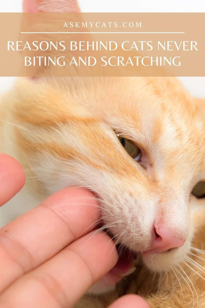 Reasons Behind Cats Never Biting And Scratching