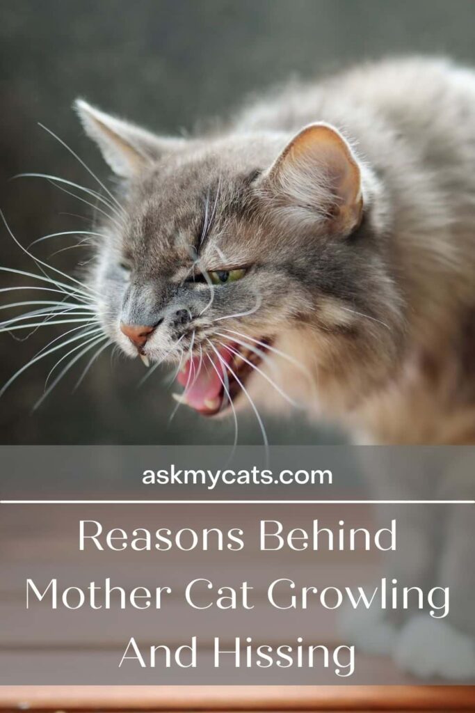 Reasons Behind Mother Cat Growling And Hissing