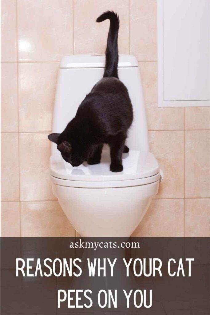 Reasons Why Your Cat Pees On You
