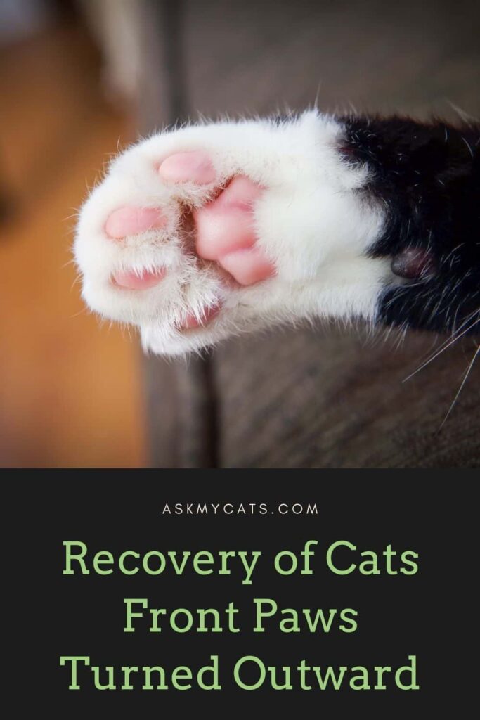 Recovery of Cats Front Paws Turned Outward