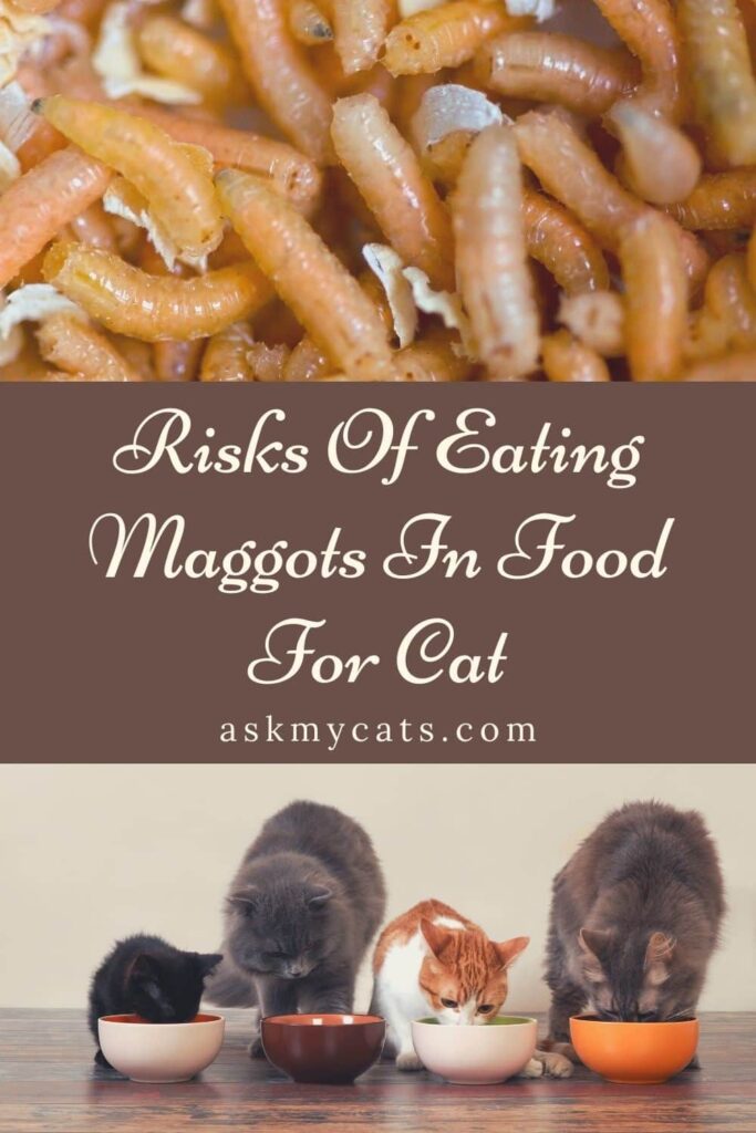 Risks Of Eating Maggots In Food For Cat