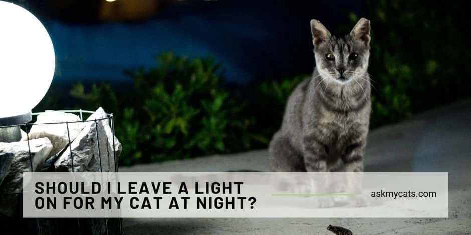 Should I Leave A Light On For My Cat or Kitten At Night?