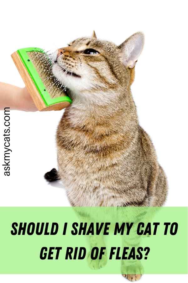 Should I Shave My Cat To Get Rid Of Fleas?