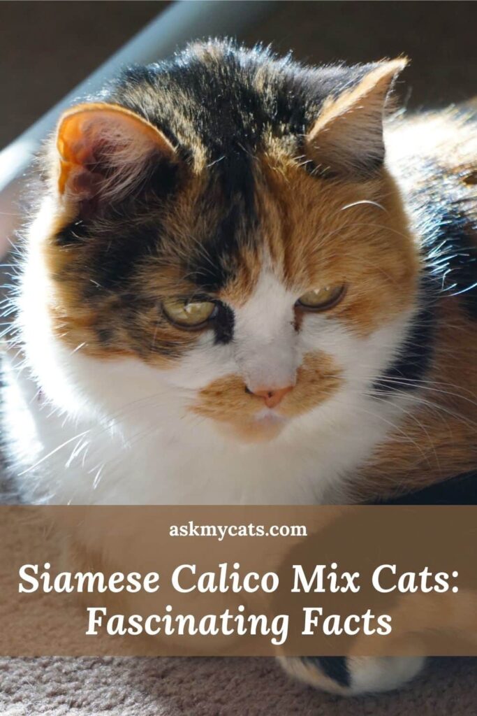 Siamese Calico Mix Cats Fascinating Facts