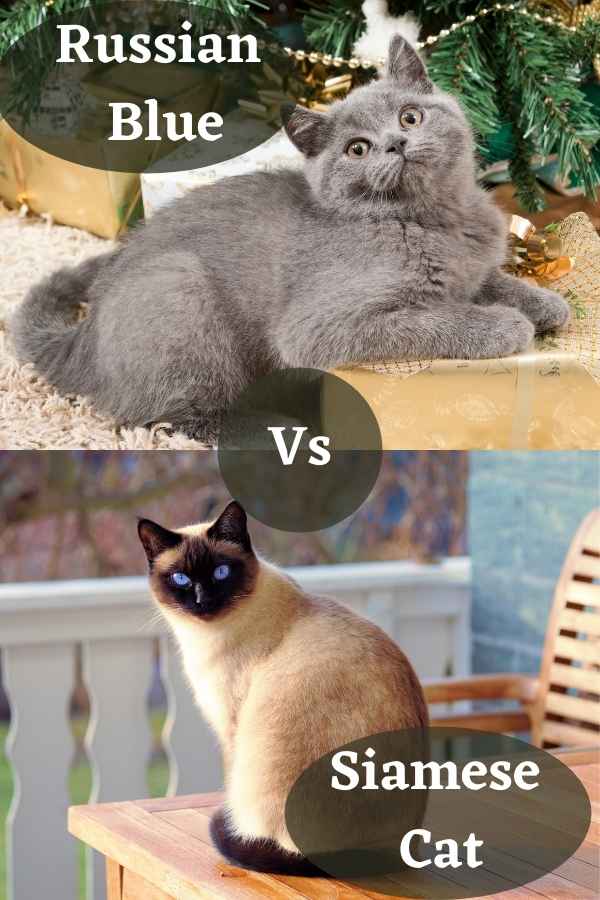 Siamese Cat Vs Russian Blue