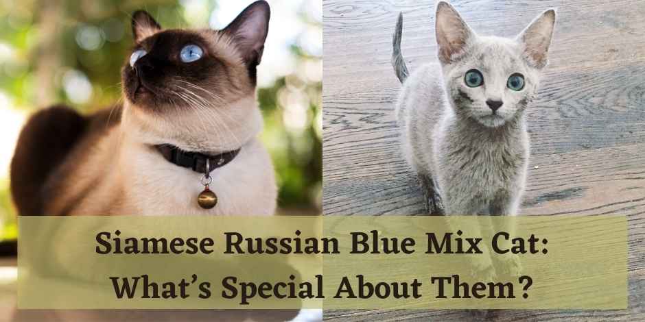 Siamese Russian Blue Mix Cat