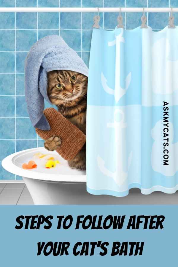 passos a seguir após o banho do seu gato
