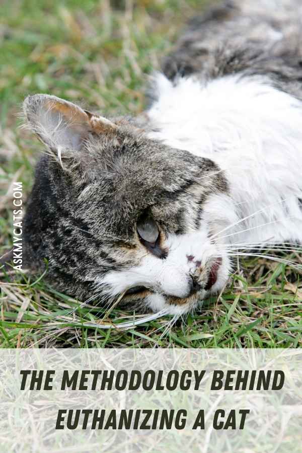 The Methodology Behind Euthanizing A Cat