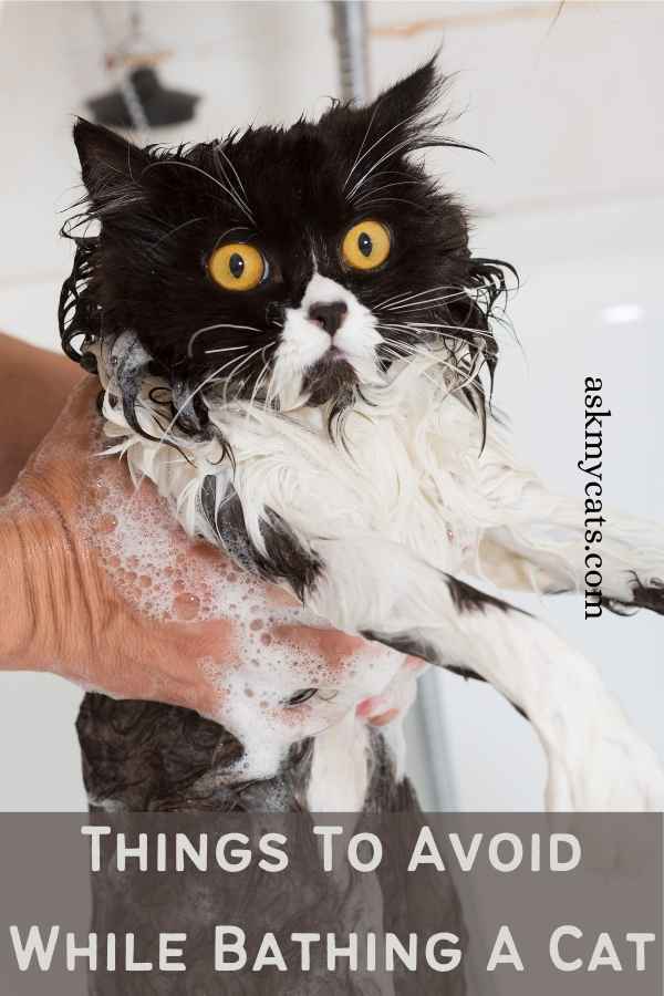 saker att undvika när du badar en katt