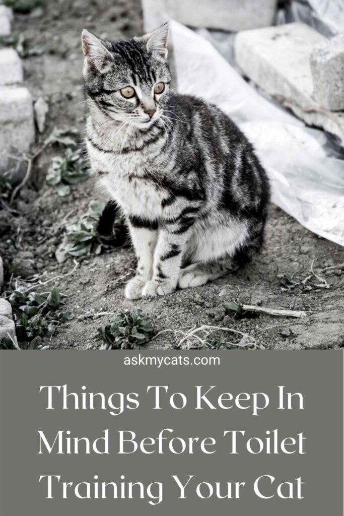 Things To Keep In Mind Before Toilet Training Your Cat