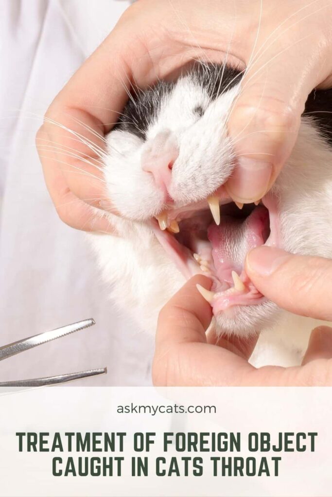 Treatment Of Foreign Object Caught In Cats Throat