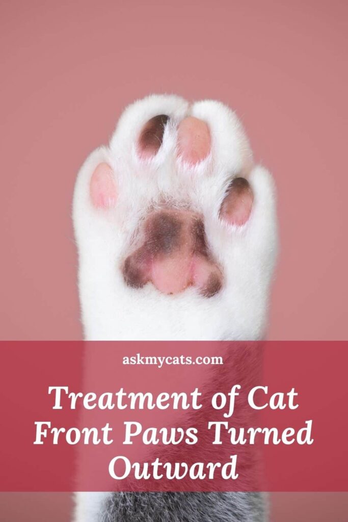 Treatment of Cat Front Paws Turned Outward